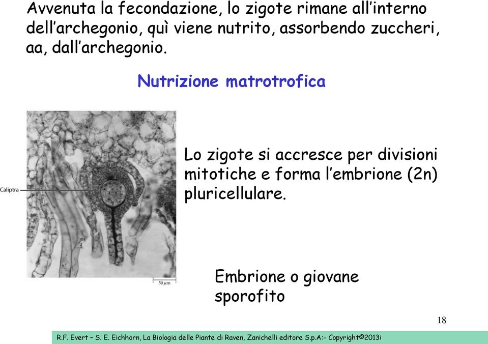 Nutrizione matrotrofica Lo zigote si accresce per divisioni mitotiche e forma l embrione (2n)