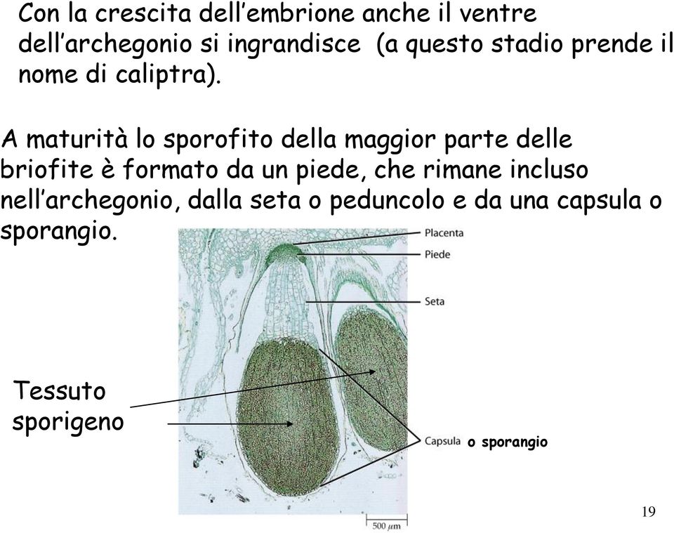 A maturità lo sporofito della maggior parte delle briofite è formato da un piede,