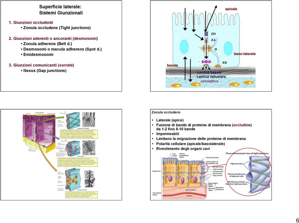 Giunzioni comunicanti (serrate) Nexus (Gap junctions) Zonula occludens! Laterale (apice)!