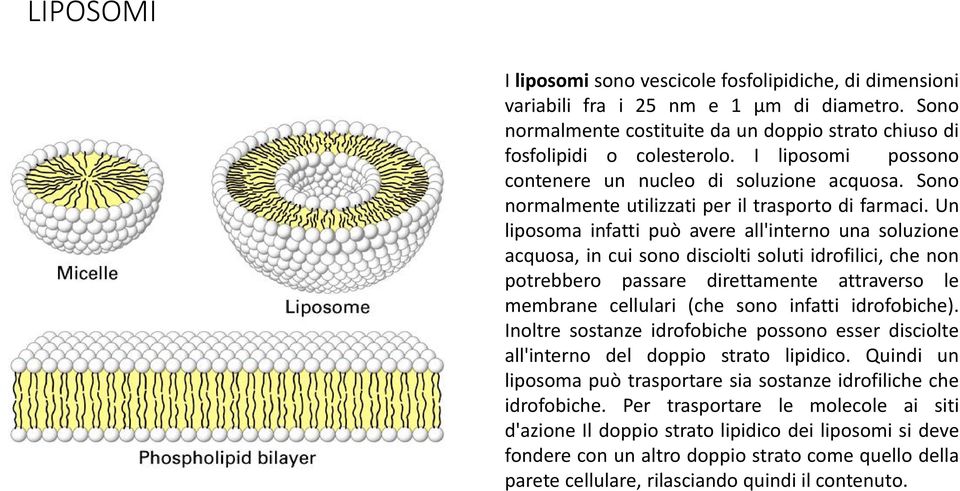 Un liposoma infatti può avere all'interno una soluzione acquosa, in cui sono disciolti soluti idrofilici, che non potrebbero passare direttamente attraverso le membrane cellulari (che sono infatti