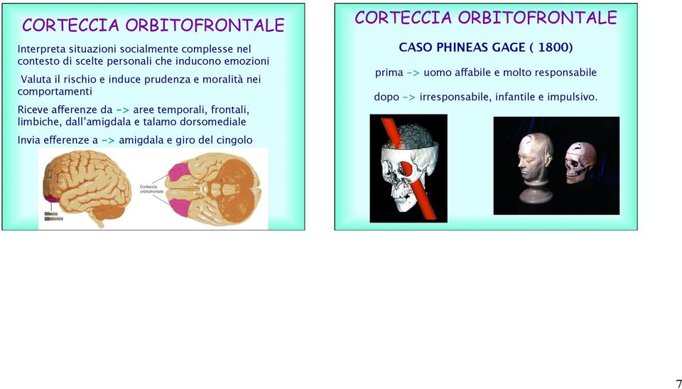 frontali, limbiche, dall amigdala e talamo dorsomediale Invia efferenze a -> amigdala e giro del cingolo CORTECCIA