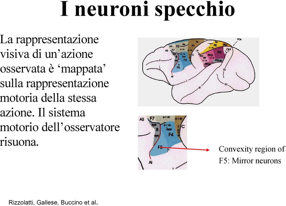 stessa azione. Il sistema motorio dell osservatore risuona.