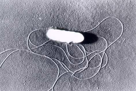 GENERE LISTERIA 8 SPECIE L. Monocytogenes L. ivanovii L. seeligeri L. innocua L. welshimeri L. grayi L. rocourtiae L.