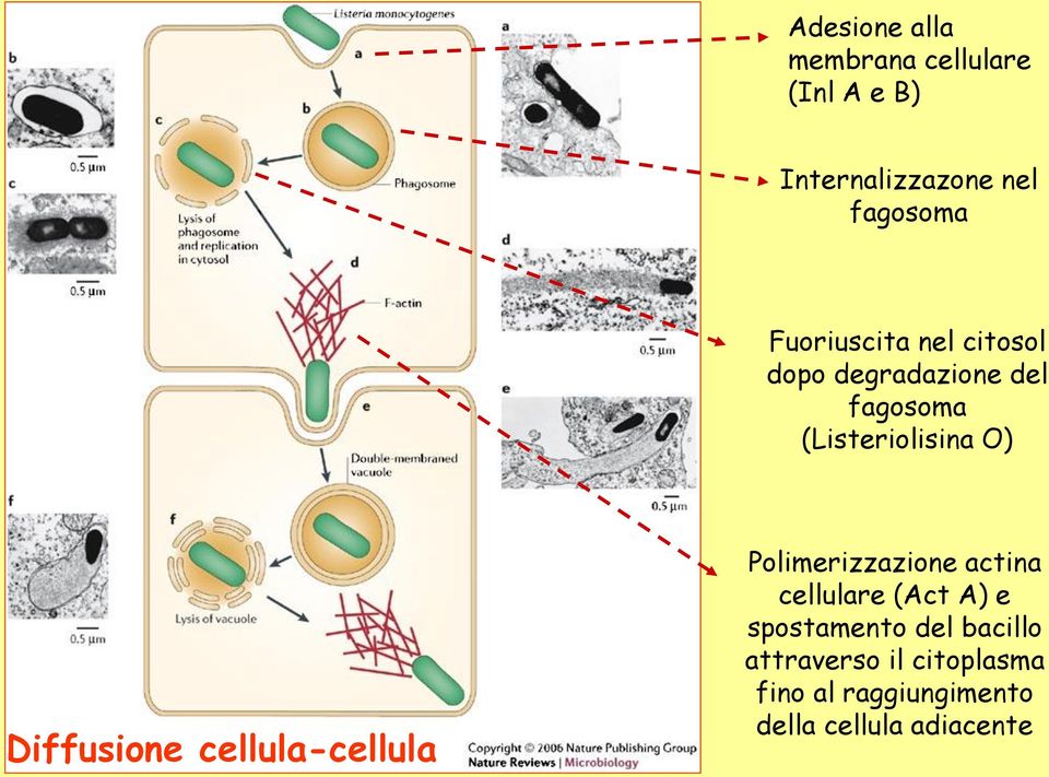 Diffusione cellula-cellula Polimerizzazione actina cellulare (Act A) e