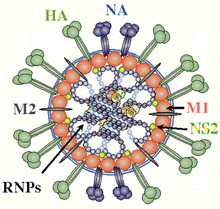 Inibitori della neuraminidasi : Oseltamivir e Zanamivir NA neuraminidasi (sialidasi) Rilascio del virus dalla cellula a fine ciclo replicativo.