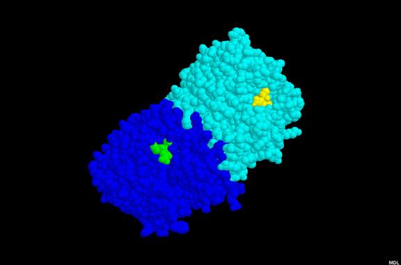 Una curiosità Complesso fra Zanamivir ed il sito attivo dell enzima Neuraminidasi del virus