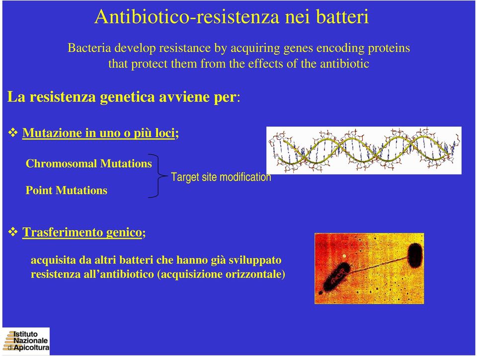 Antibiotico-resistenza nei batteri Chromosomal Mutations Point Mutations Target site modification