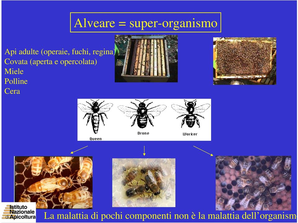 opercolata) Miele Polline Cera La malattia