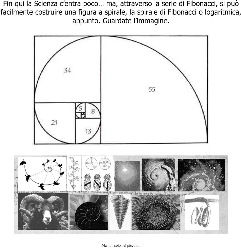 figura a spirale, la spirale di Fibonacci o