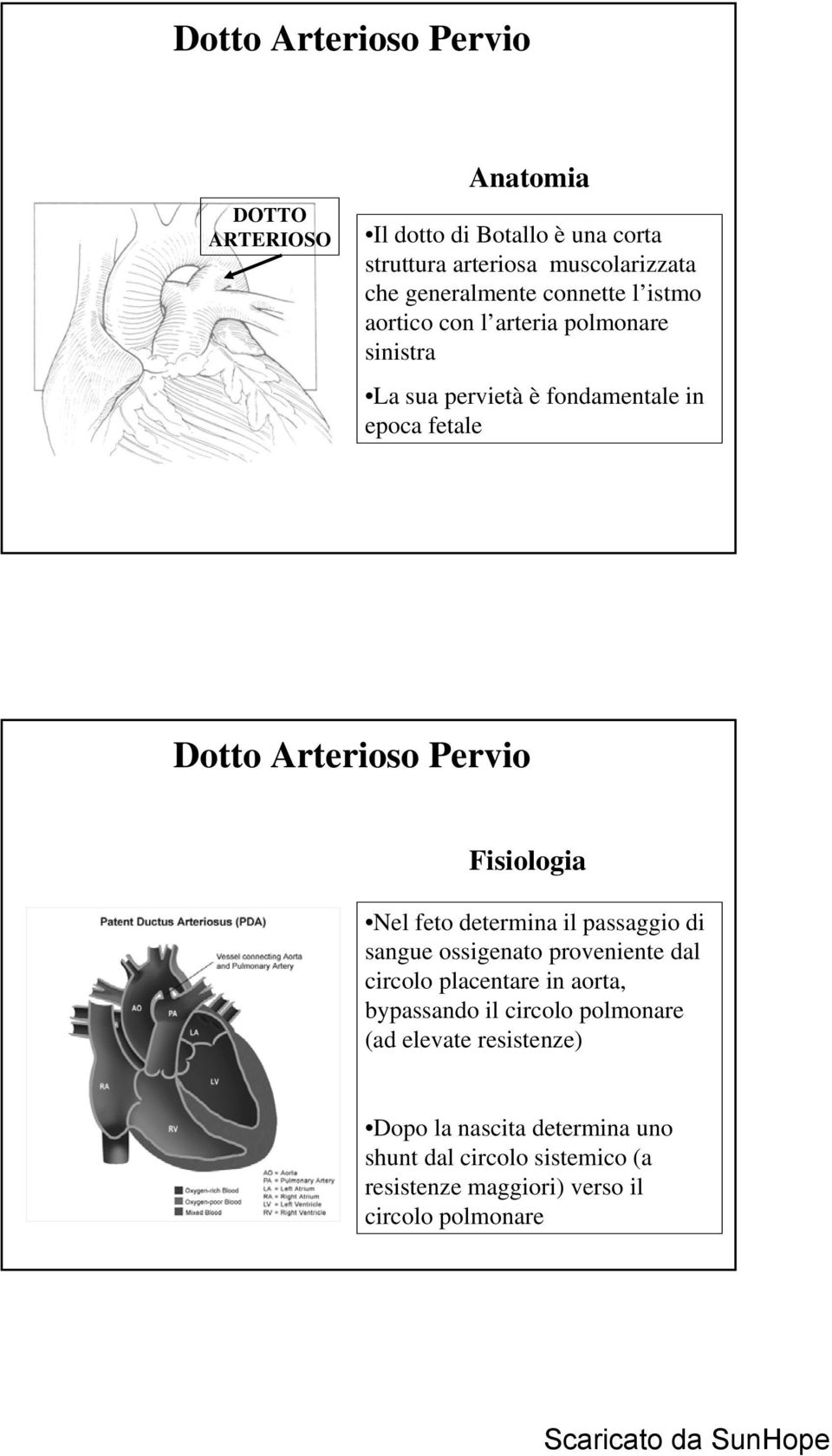 determina il passaggio di sangue ossigenato proveniente dal circolo placentare in aorta, bypassando il circolo polmonare