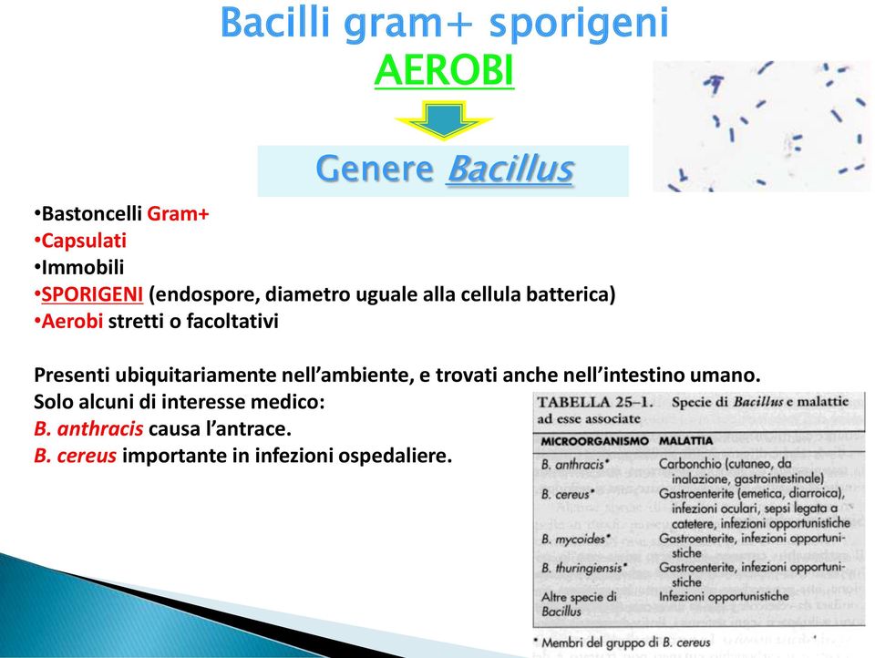 Presenti ubiquitariamente nell ambiente, e trovati anche nell intestino umano.