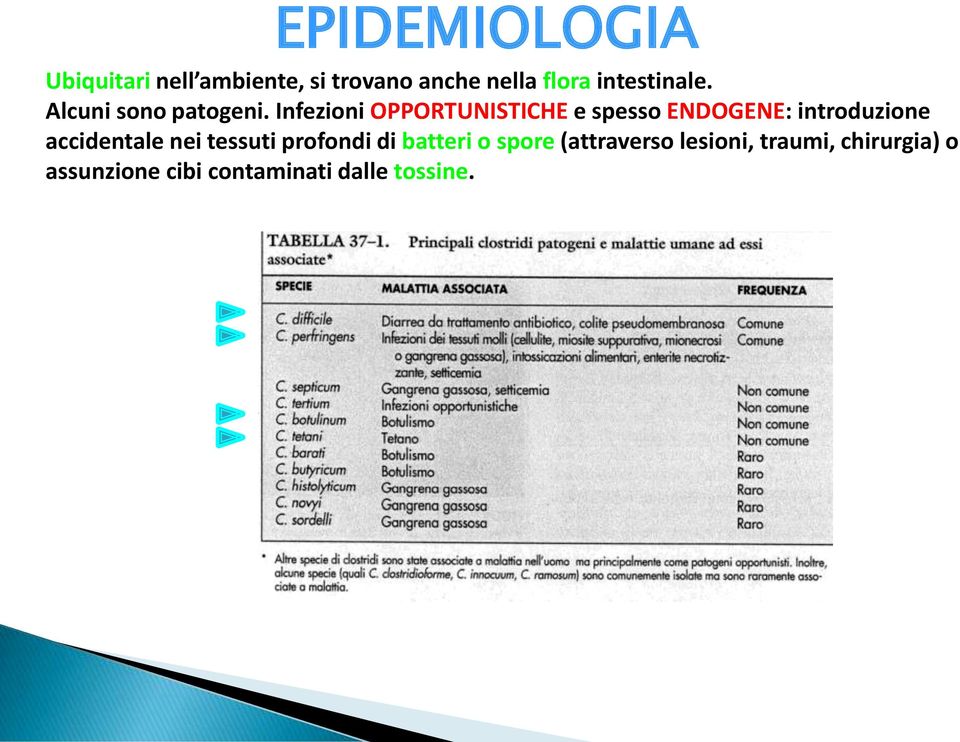 Infezioni OPPORTUNISTICHE e spesso ENDOGENE: introduzione accidentale nei