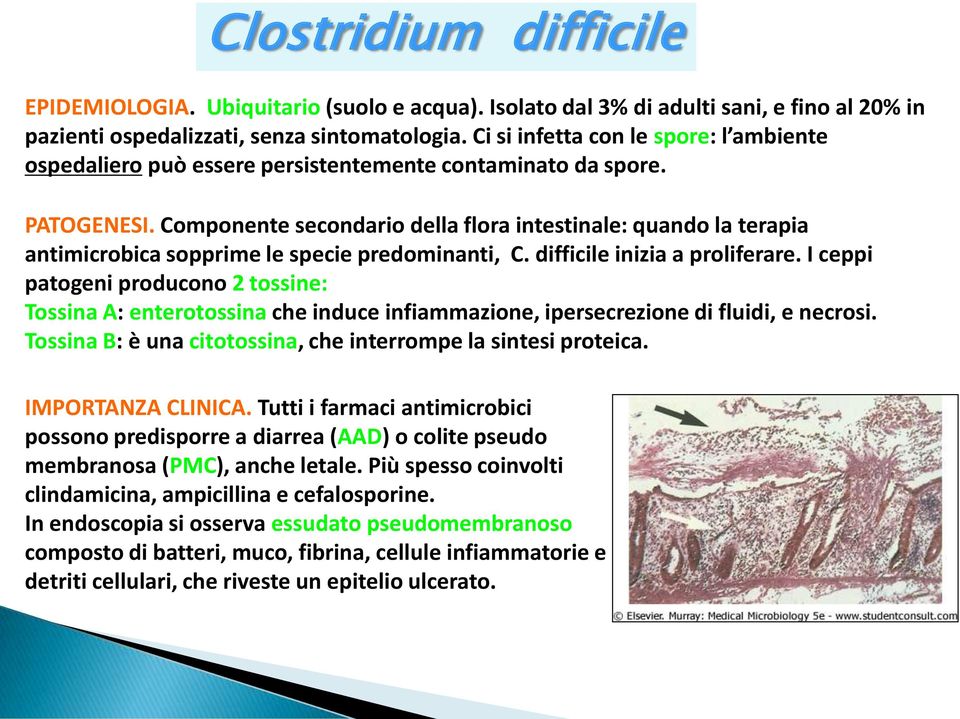 Componente secondario della flora intestinale: quando la terapia antimicrobica sopprime le specie predominanti, C. difficile inizia a proliferare.