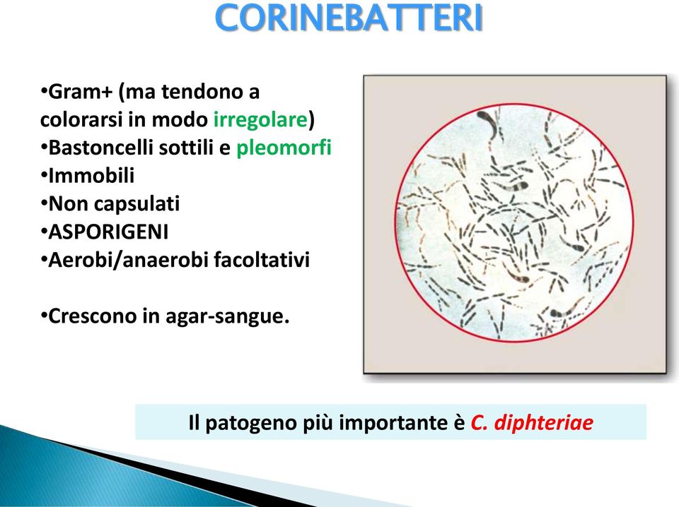 capsulati ASPORIGENI Aerobi/anaerobi facoltativi