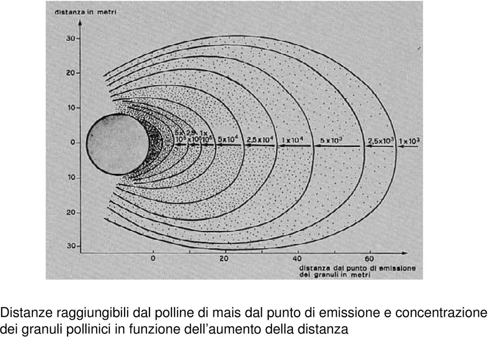 concentrazione dei granuli