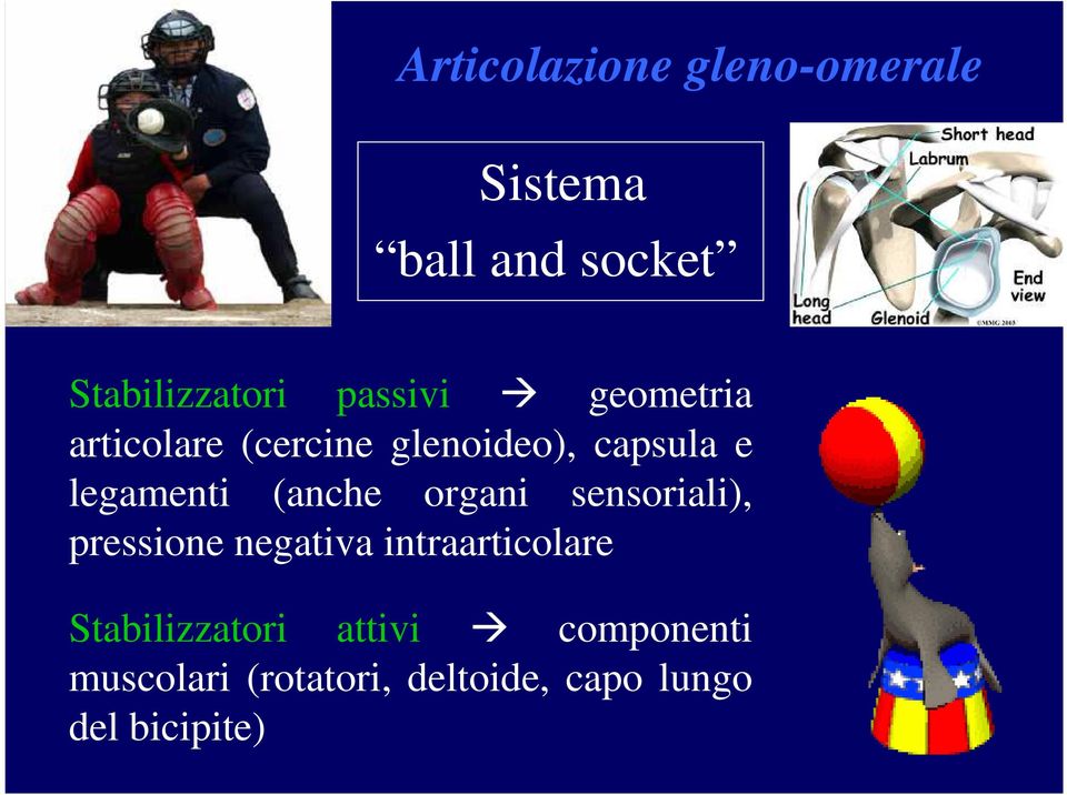 (anche organi sensoriali), pressione negativa intraarticolare