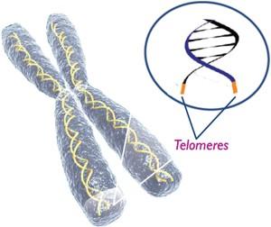 Exposure to violence during childhood is associated with telomere erosion from 5 to