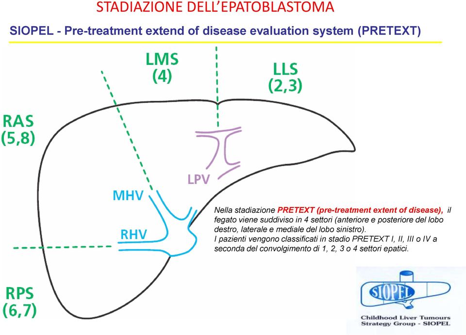 (anteriore e posteriore del lobo destro, laterale e mediale del lobo sinistro).