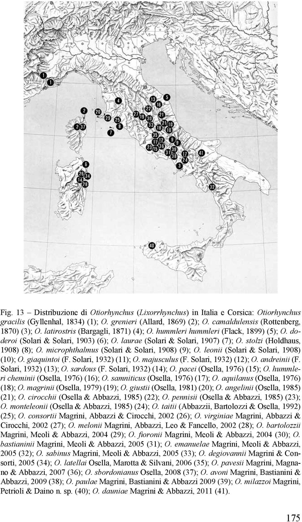 microphthalmus (Solari & Solari, 1908) (9); O. leonii (Solari & Solari, 1908) (10); O. giaquintoi (F. Solari, 1932) (11); O. majusculus (F. Solari, 1932) (12); O. andreinii (F. Solari, 1932) (13); O.