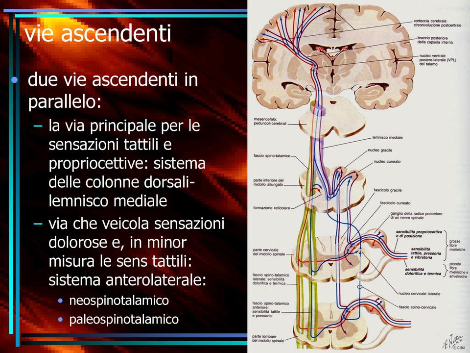 dorsalilemnisco mediale via che veicola sensazioni dolorose e, in minor