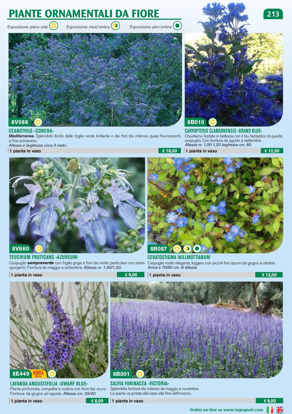 1 pianta in vaso 18,00 8B010 CARYOPTERIS CLANDONENSIS «GRAND BLUE» Chiudiamo l estate in bellezza con il blu fantastico di questo cespuglio. Con fioritura da agosto a settembre. Altezza m.