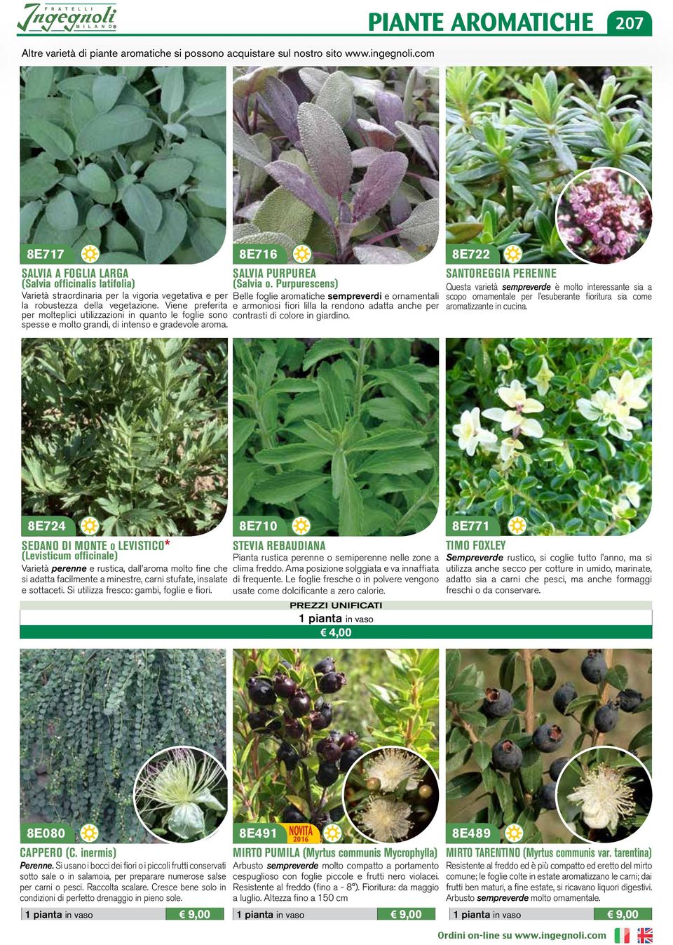 Viene preferita per molteplici utilizzazioni in quanto le foglie sono spesse e molto grandi, di intenso e gradevole aroma. 8E716 SALVIA PURPUREA (Salvia o.