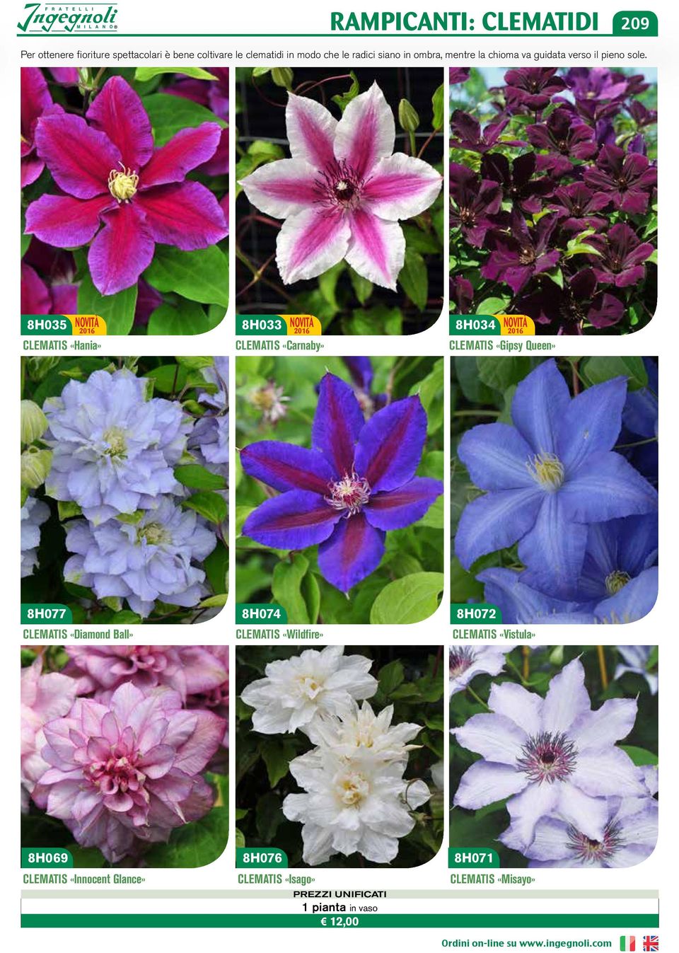 8H035 8H033 8H034 CLEMATIS «Hania» CLEMATIS «Carnaby» CLEMATIS «Gipsy Queen» 8H077 CLEMATIS «Diamond Ball» 8H074
