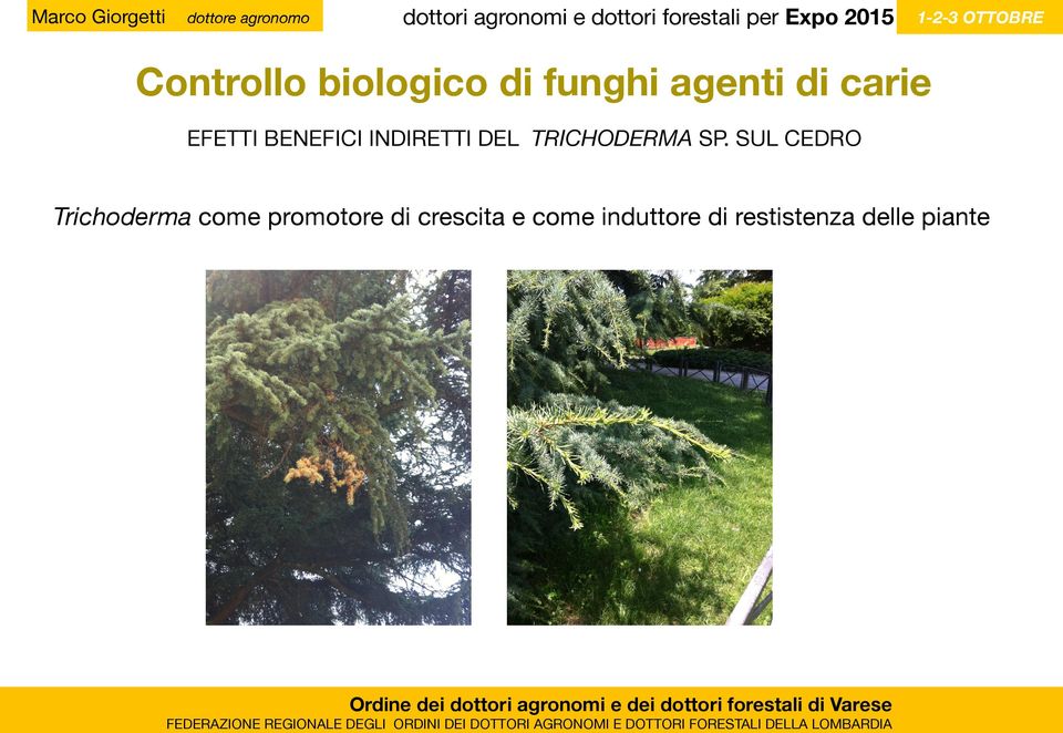 SUL CEDRO Trichoderma come promotore