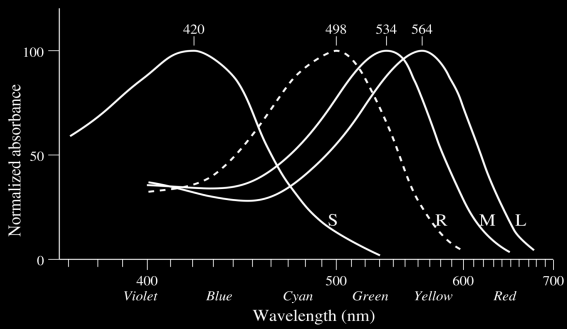 Visione fotica e visione scotica Visione fotica visione a colore coni (3 tipi) Ciascuno dei tre tipi di cono possiede un tipo di