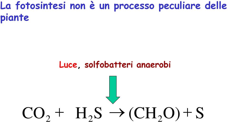 piante Luce, solfobatteri