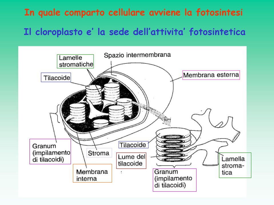 fotosintesi Il