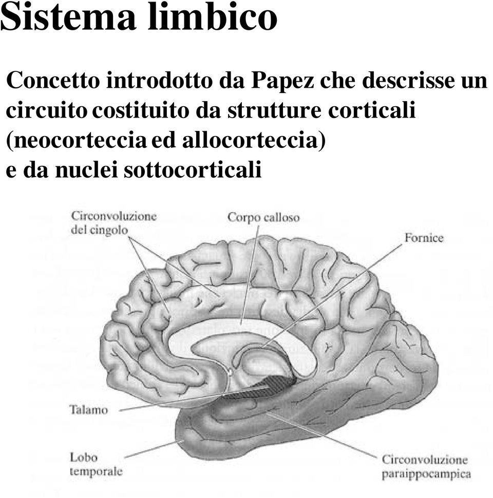 costituito da strutture corticali