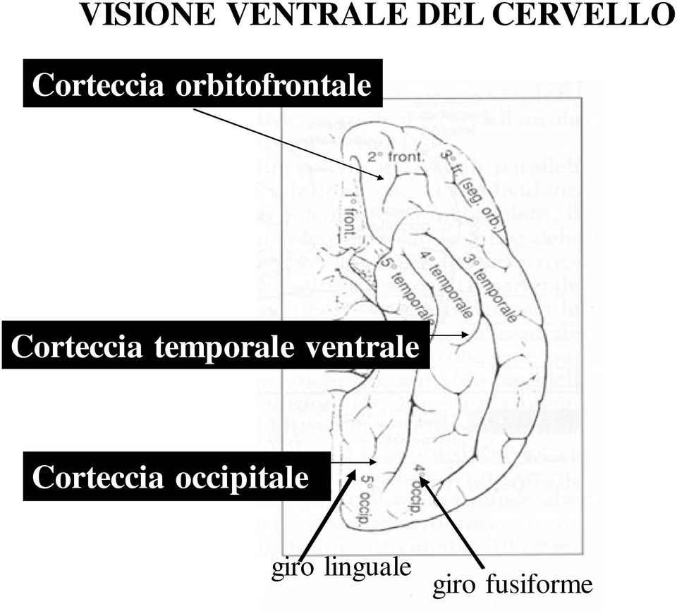 Corteccia temporale ventrale