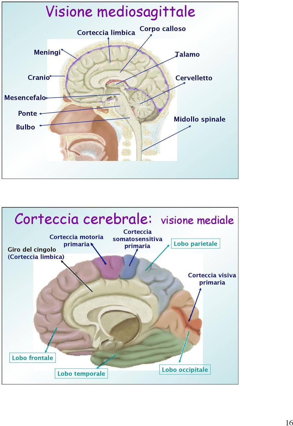 motoria primaria Giro del cingolo (Corteccia limbica) Corteccia somatosensitiva primaria
