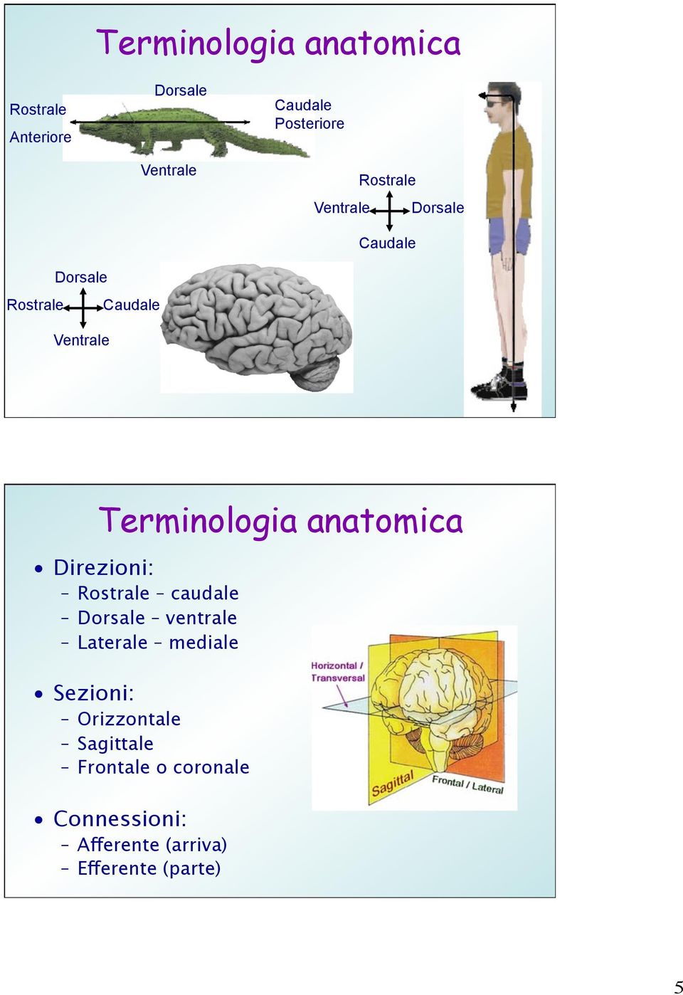 anatomica Direzioni: Rostrale caudale Dorsale ventrale Laterale mediale Sezioni: