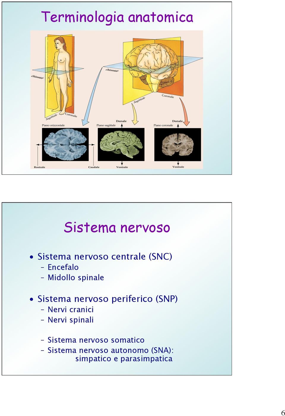 periferico (SNP) Nervi cranici Nervi spinali Sistema