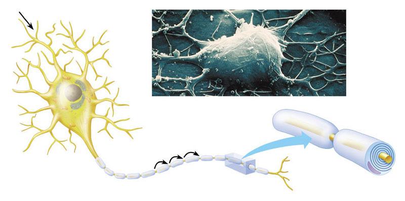 SEM 3600 Il sistema nervoso - I neuroni Direzione dell impulso Dendriti Corpo cellulare Corpo cellulare Assone Nodo di