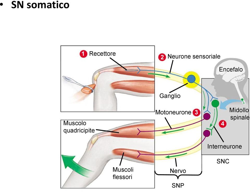 quadricipite Motoneurone 3 4 Midollo