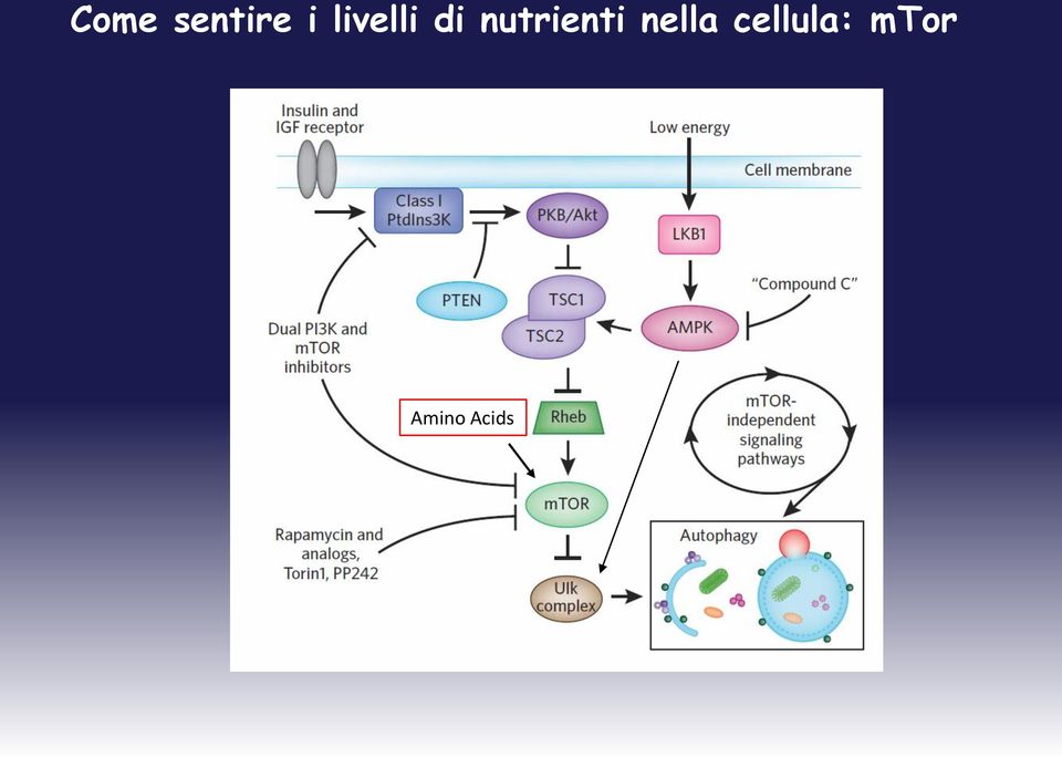 nutrienti nella