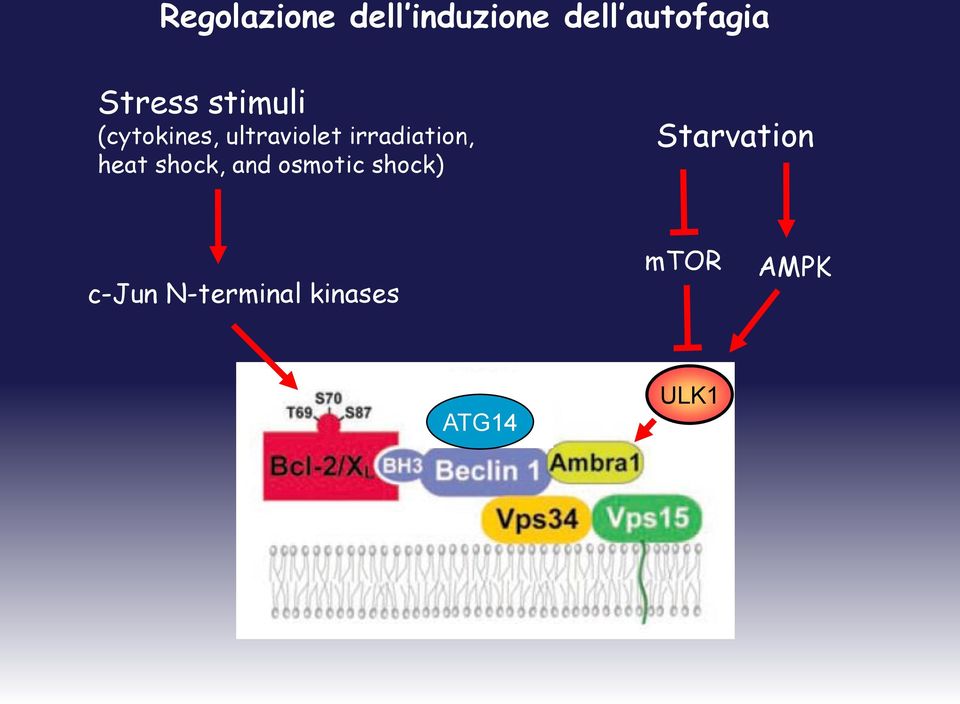 irradiation, heat shock, and osmotic shock)