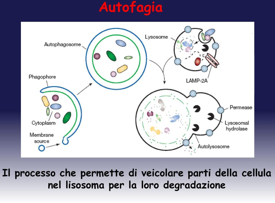 parti della cellula nel