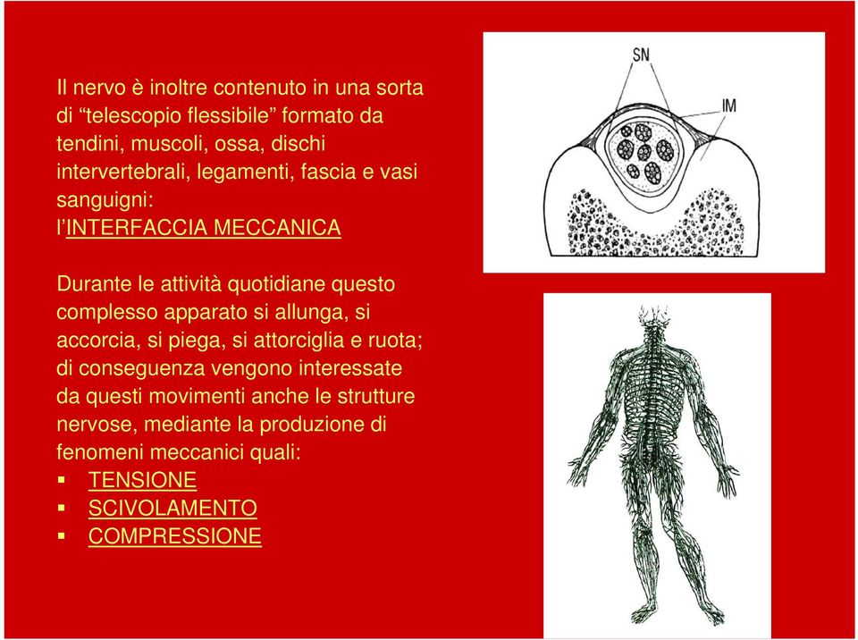 complesso apparato si allunga, si accorcia, si piega, si attorciglia e ruota; di conseguenza vengono interessate da