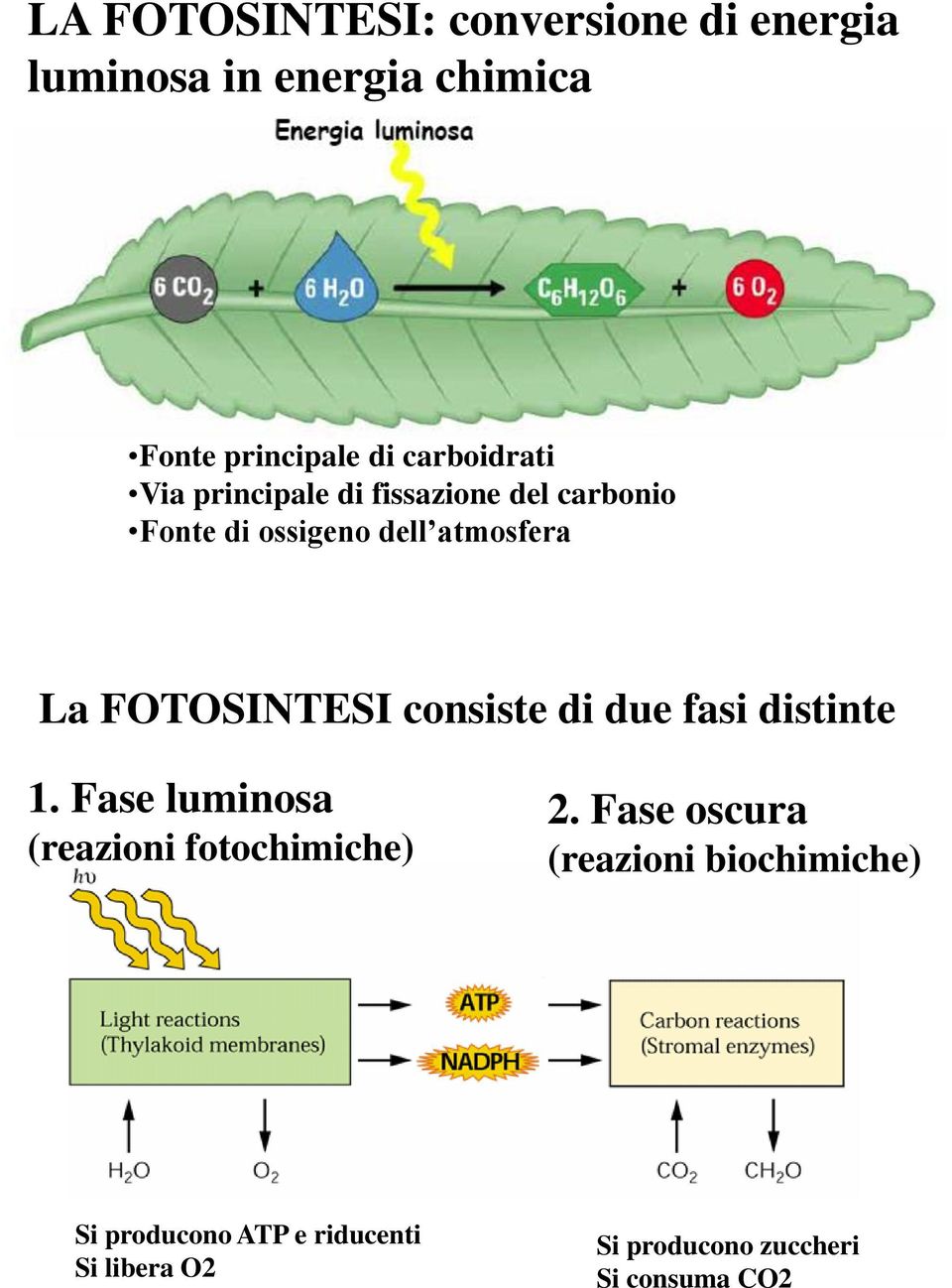 FOTOSINTESI consiste di due fasi distinte 1. Fase luminosa (reazioni fotochimiche) 2.