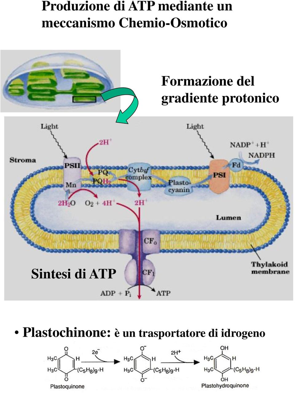 del gradiente protonico Sintesi di