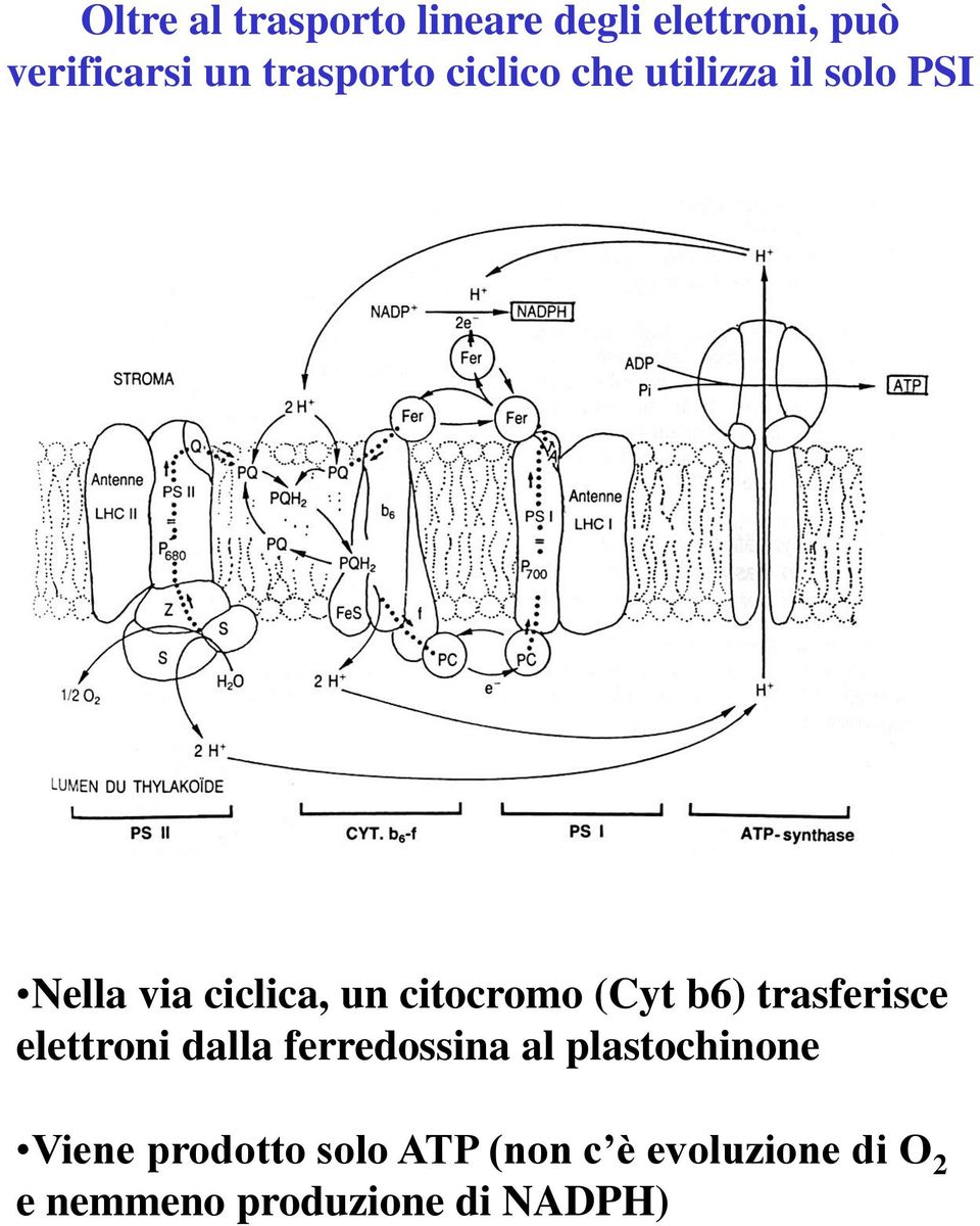 citocromo (Cyt b6) trasferisce elettroni dalla ferredossina al