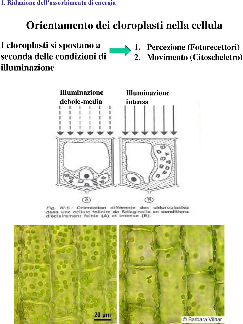 delle condizioni di illuminazione 1. Percezione (Fotorecettori) 2.