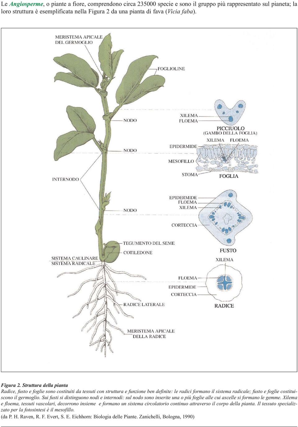 Struttura della pianta Radice, fusto e foglie sono costituiti da tessuti con struttura e funzione ben definite: le radici formano il sistema radicale; fusto e foglie costituiscono il germoglio.