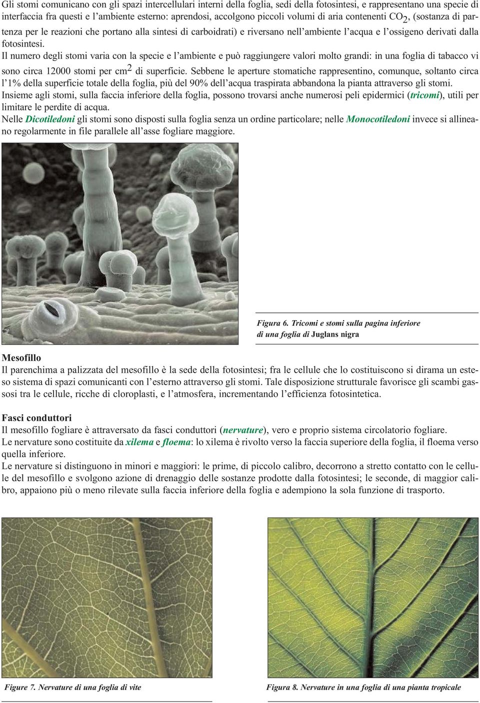 Il numero degli stomi varia con la specie e l ambiente e può raggiungere valori molto grandi: in una foglia di tabacco vi sono circa 12000 stomi per cm 2 di superficie.