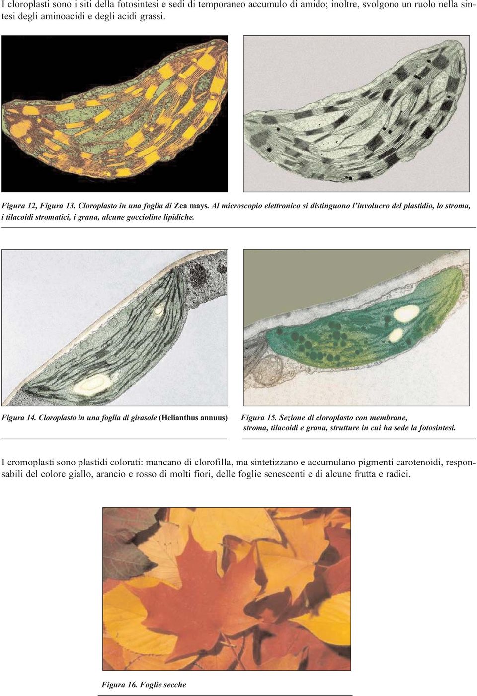 Cloroplasto in una foglia di girasole (Helianthus annuus) Figura 15. Sezione di cloroplasto con membrane, stroma, tilacoidi e grana, strutture in cui ha sede la fotosintesi.