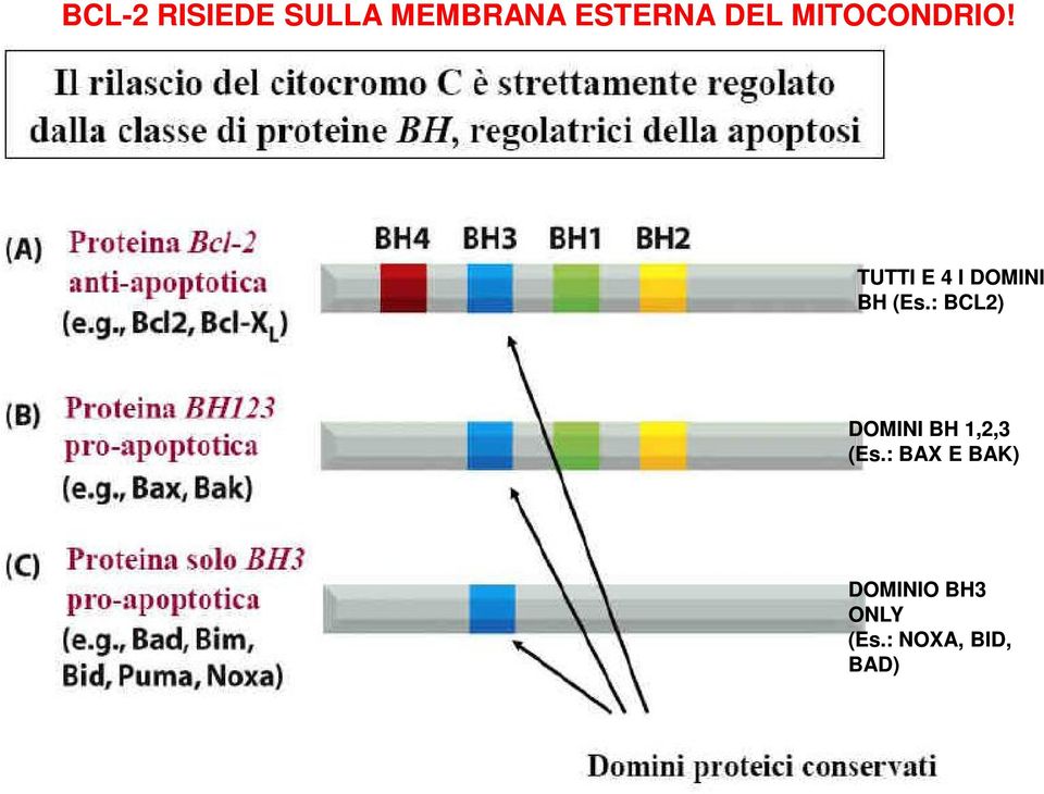 TUTTI E 4 I DOMINI BH (Es.